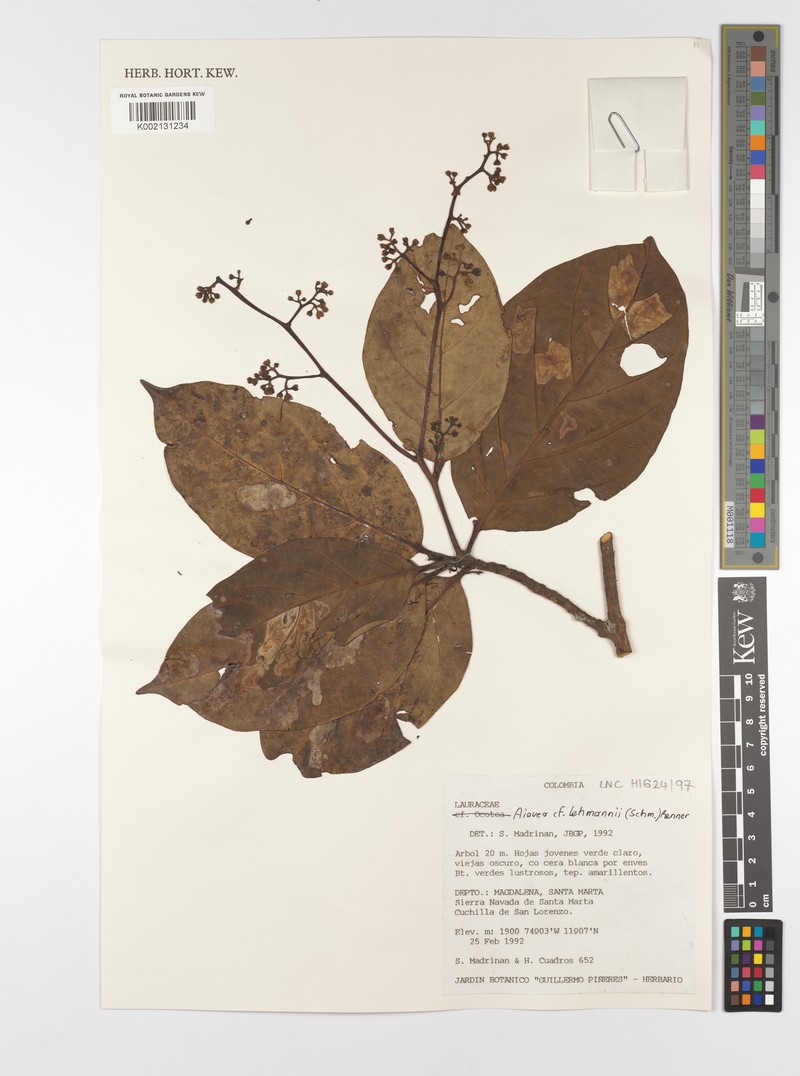 Aiouea lehmannii