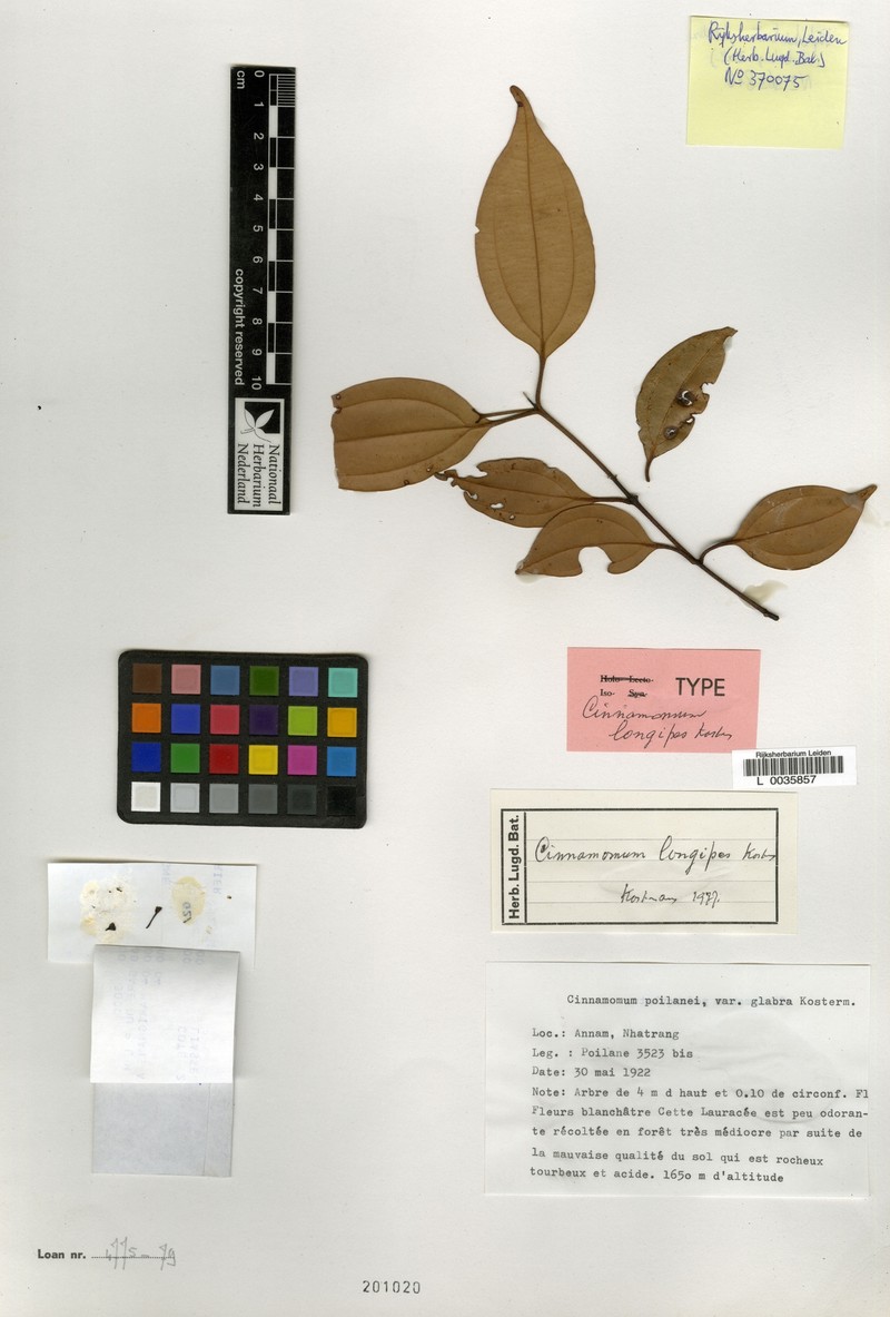Aiouea longipes photo 2