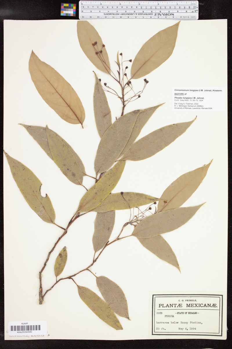 Aiouea longipes photo 3