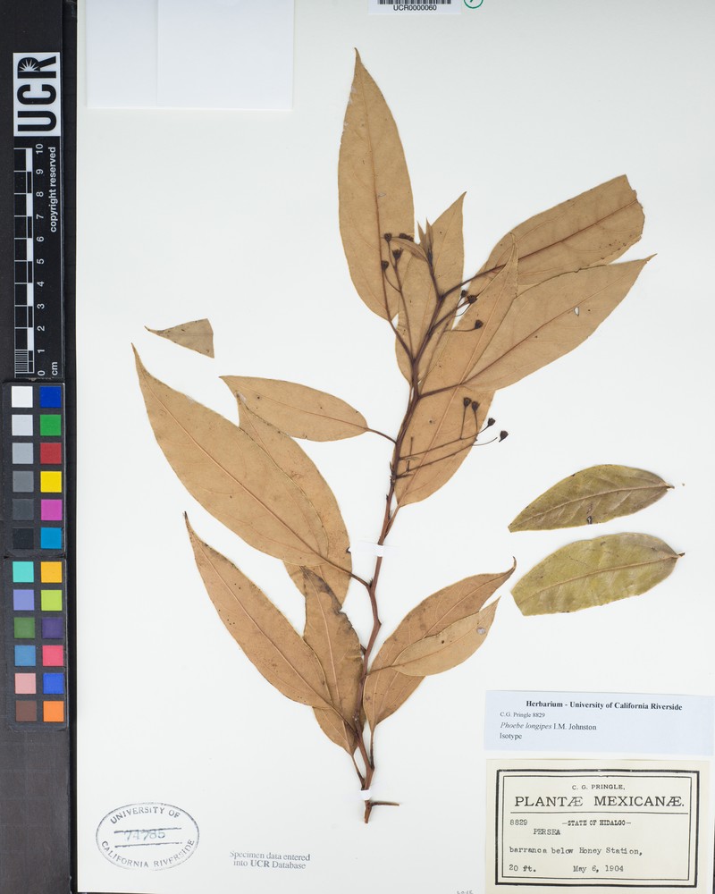 Aiouea longipes