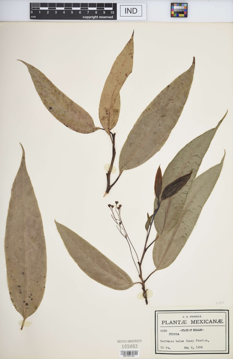 Aiouea longipes photo 2