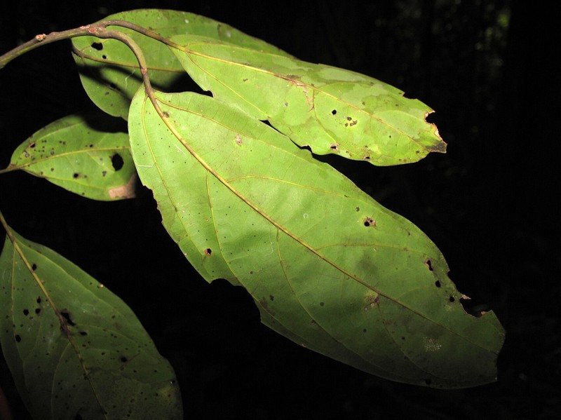 Aiouea longipetiolata