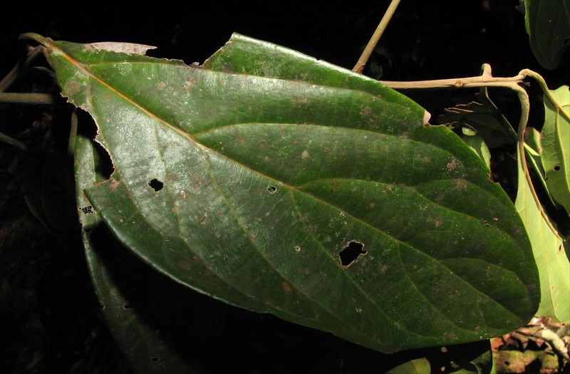 Aiouea longipetiolata photo 2
