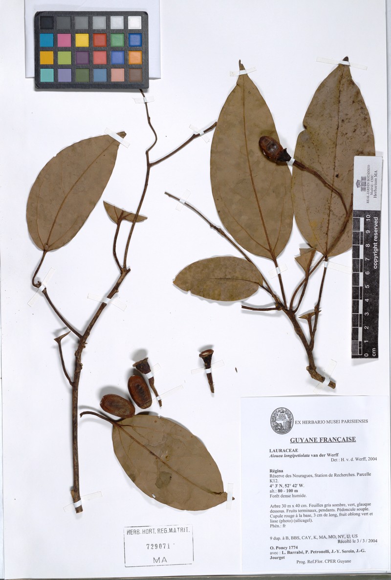 Aiouea longipetiolata photo 3