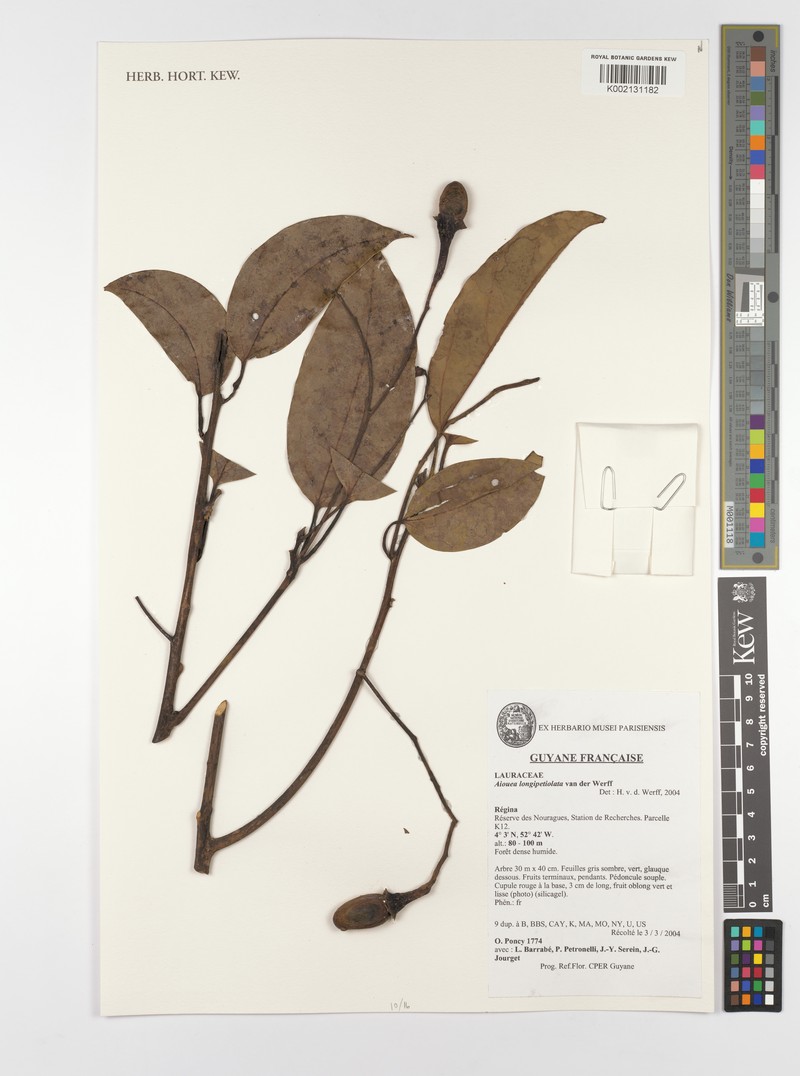 Aiouea longipetiolata photo 4