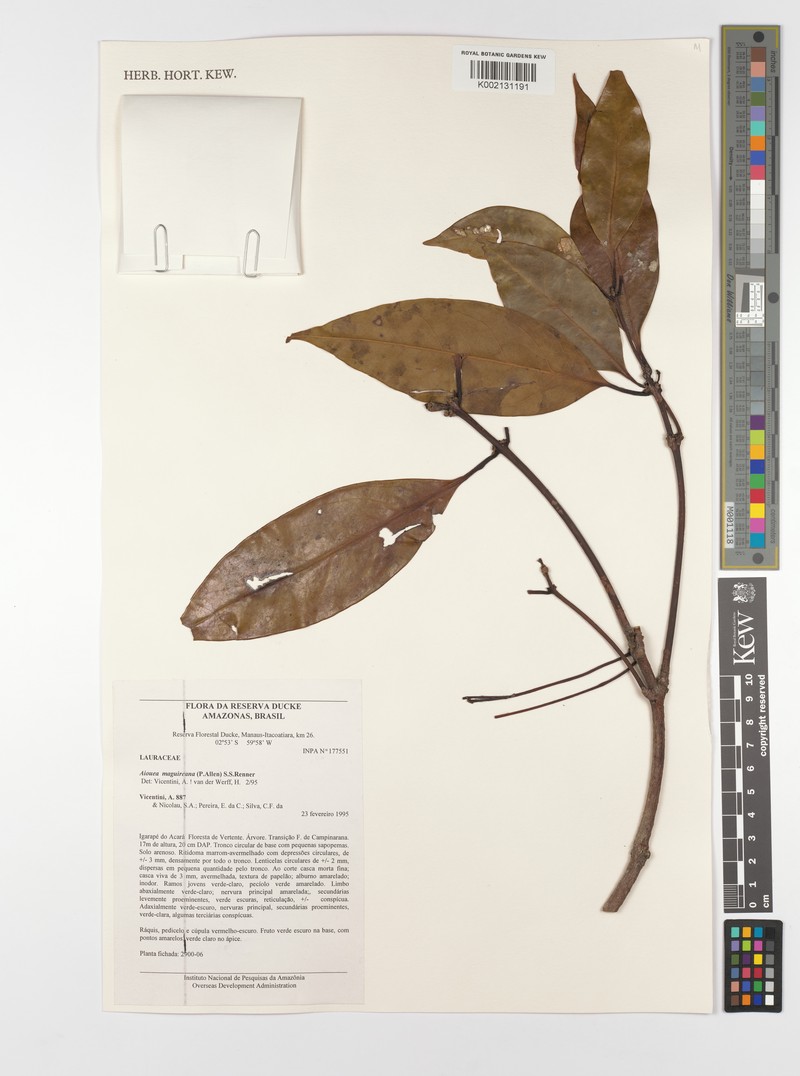 Aiouea maguireana