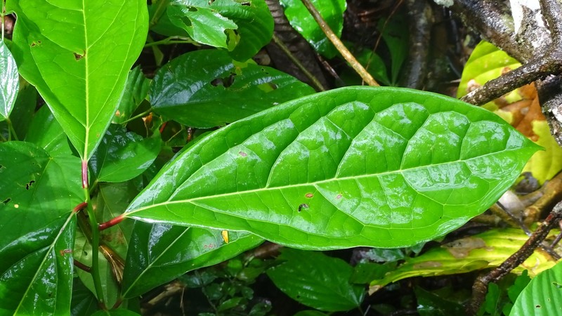 Cinnamomum meicanum