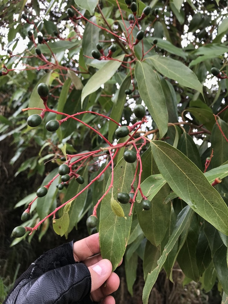 Cinnamomum meicanum photo 5