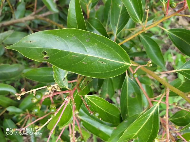 Cinnamomum meicanum photo 7