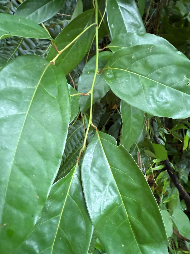 Cinnamomum meicanum photo 8