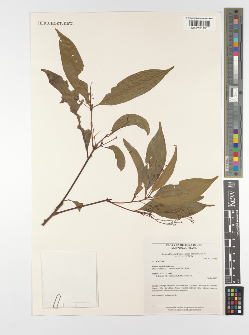 Aiouea myristicoides