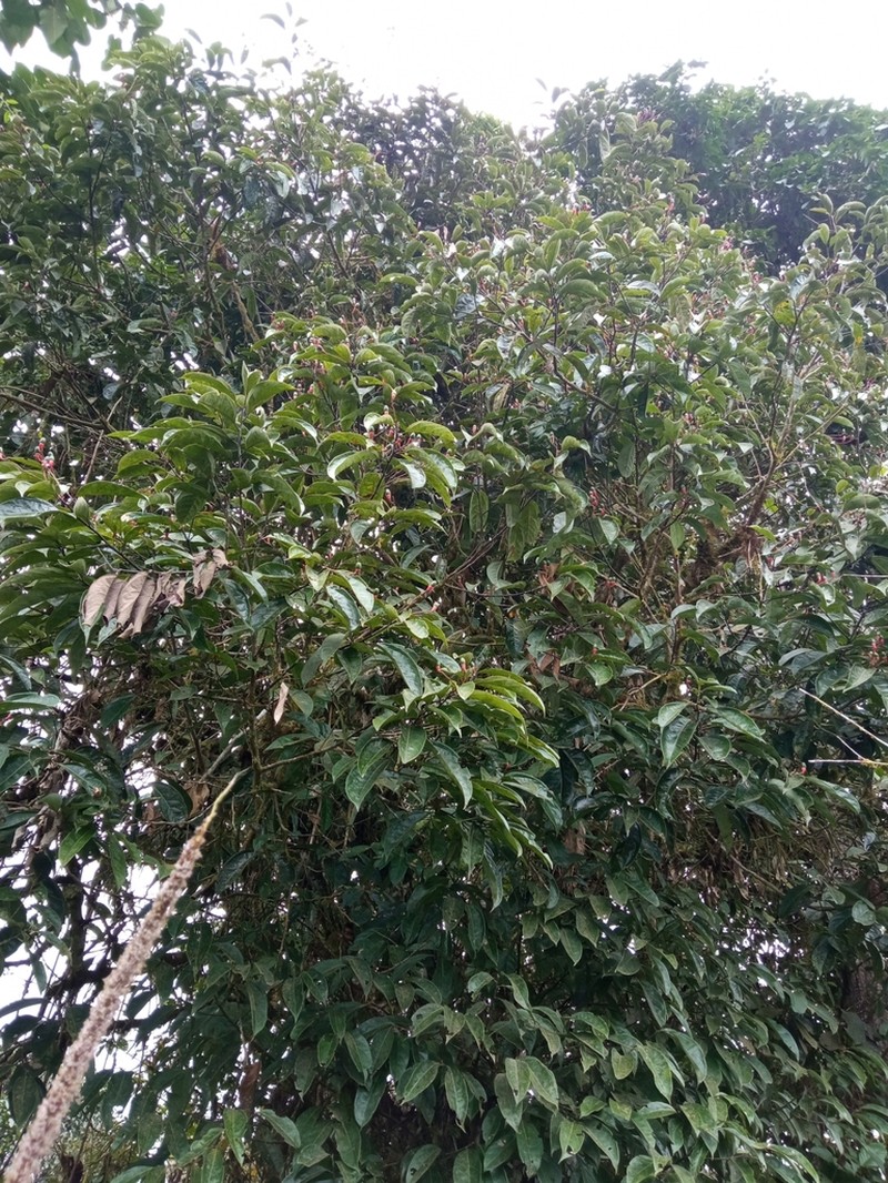Aiouea napoensis photo 2
