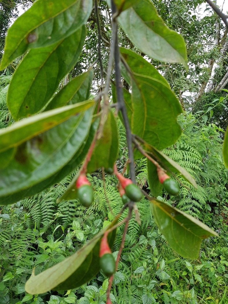 Aiouea napoensis
