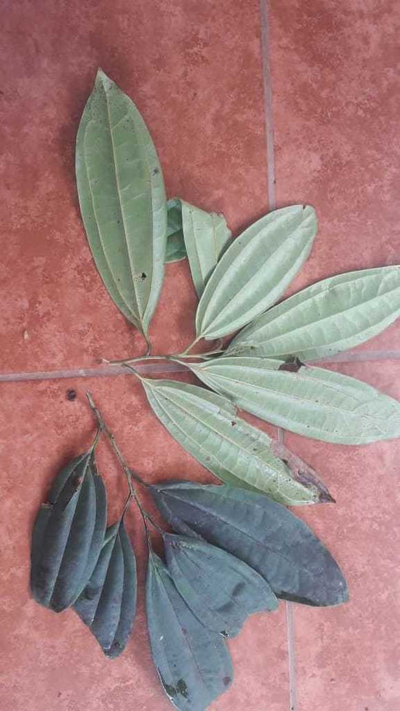 Aiouea neurophylla