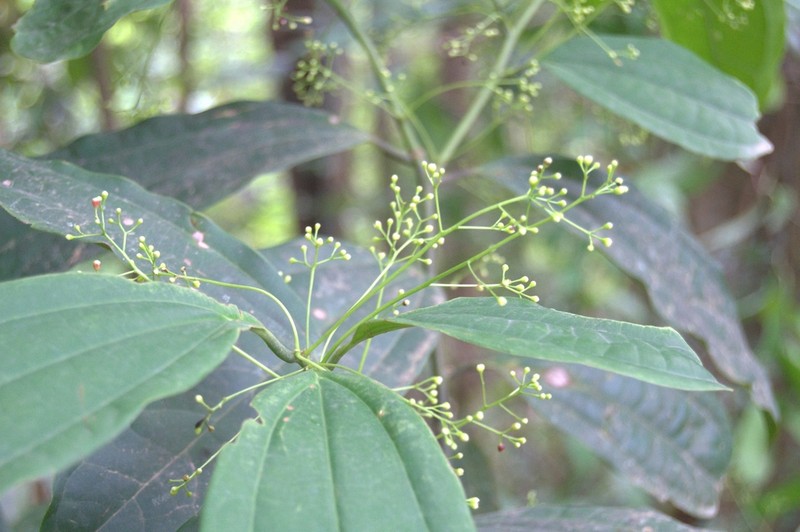 Aiouea neurophylla photo 2