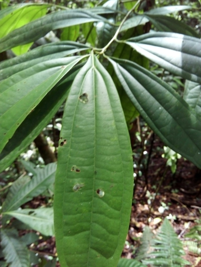 Aiouea neurophylla photo 4