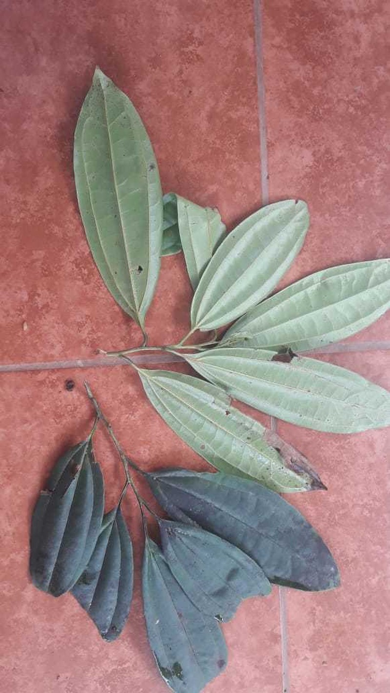 Aiouea neurophylla photo 5