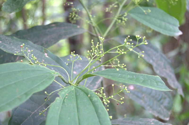 Aiouea neurophylla photo 6