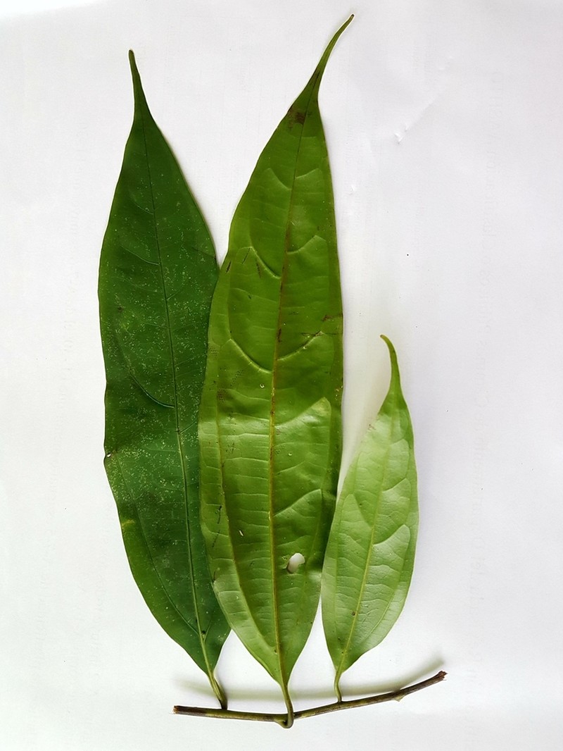 Aiouea obscura