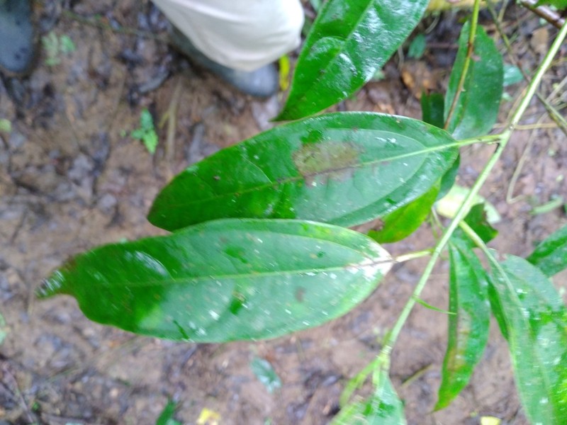 Aiouea obscura photo 2