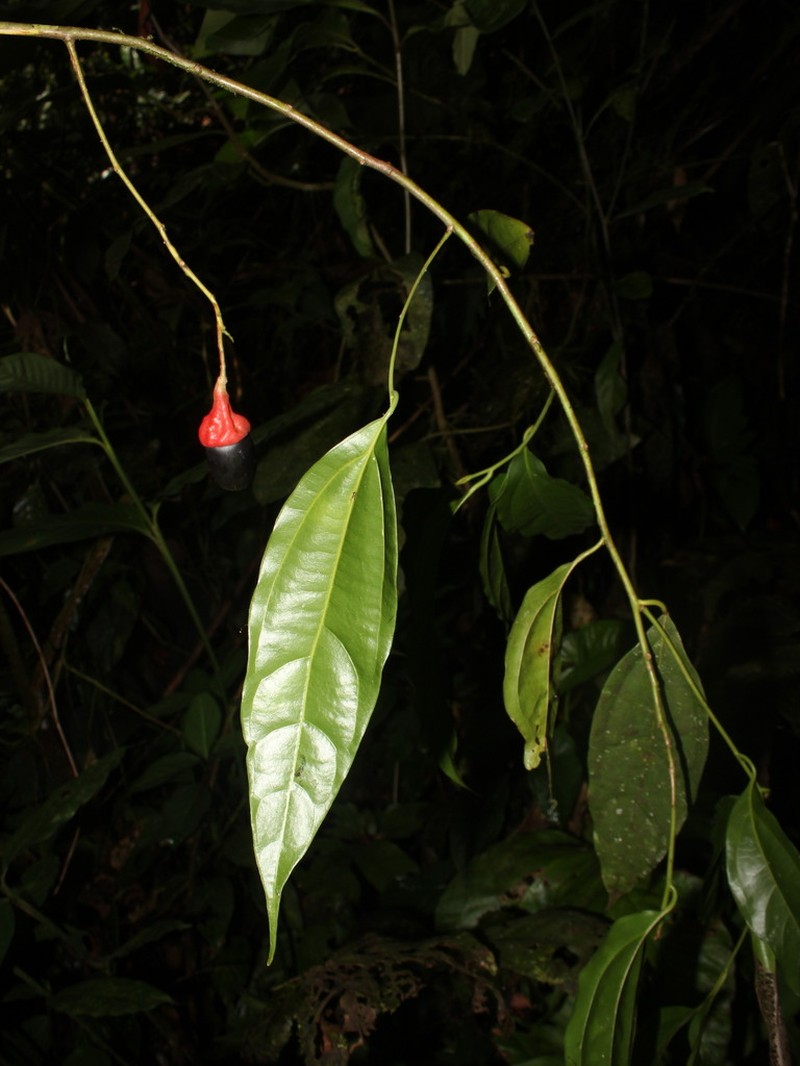 Aiouea obscura photo 4