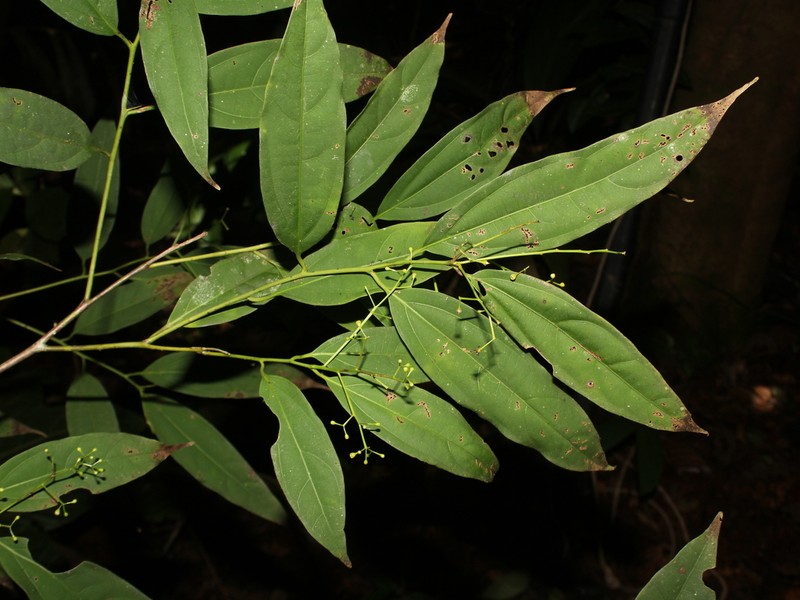 Aiouea obscura photo 7
