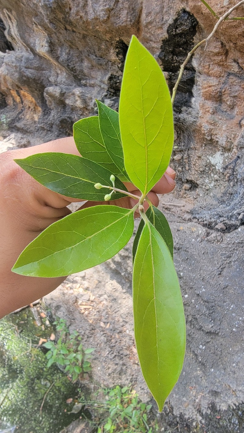 Aiouea pachypoda photo 4