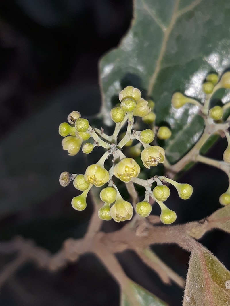 Aiouea pachypoda