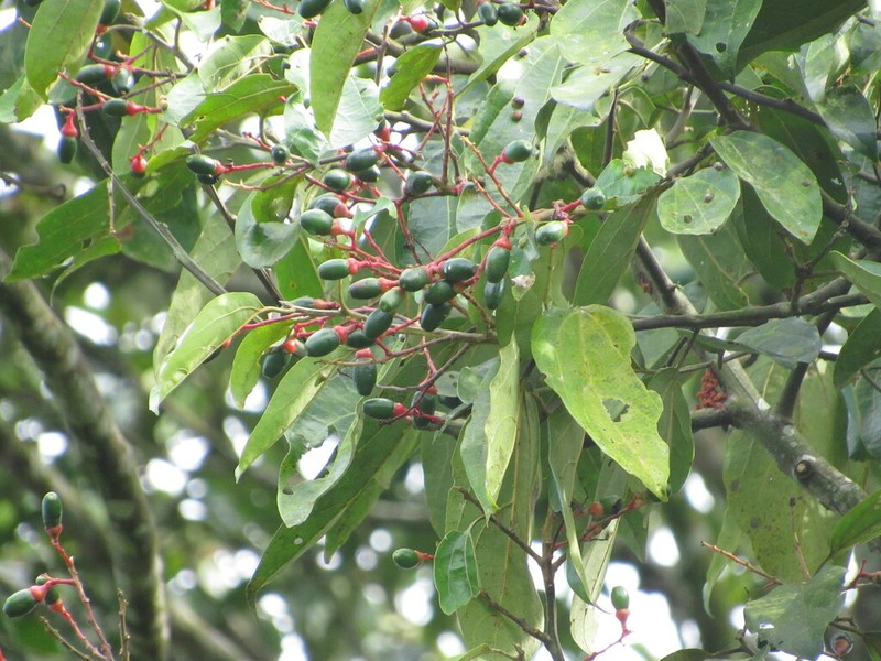 Aiouea palaciosii