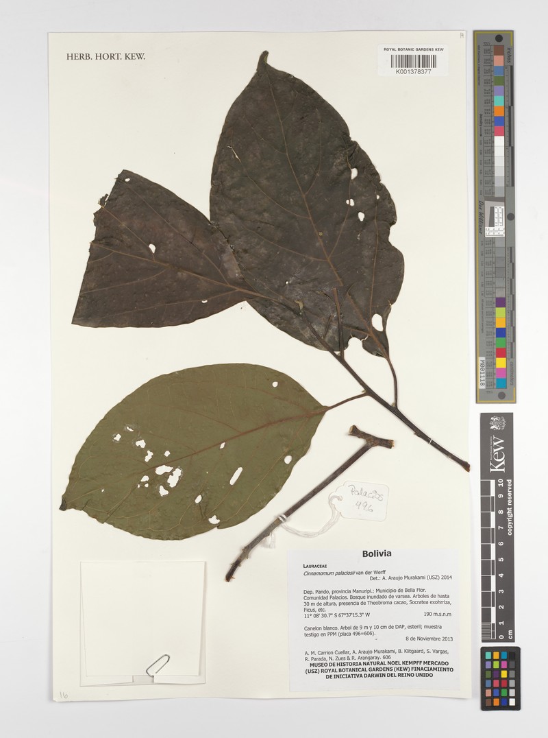 Aiouea palaciosii photo 2