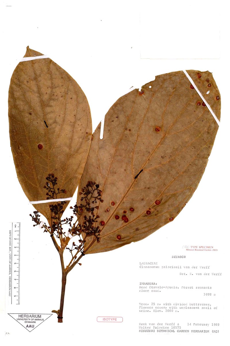 Aiouea palaciosii photo 3
