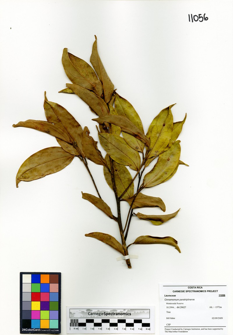 Aiouea paratriplinervis