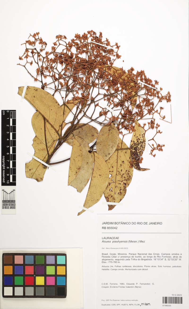 Aiouea piauhyensis