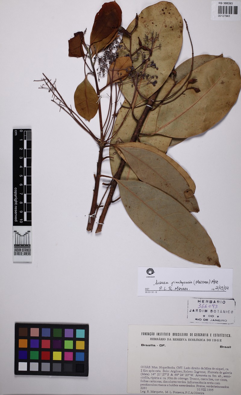 Aiouea piauhyensis photo 2