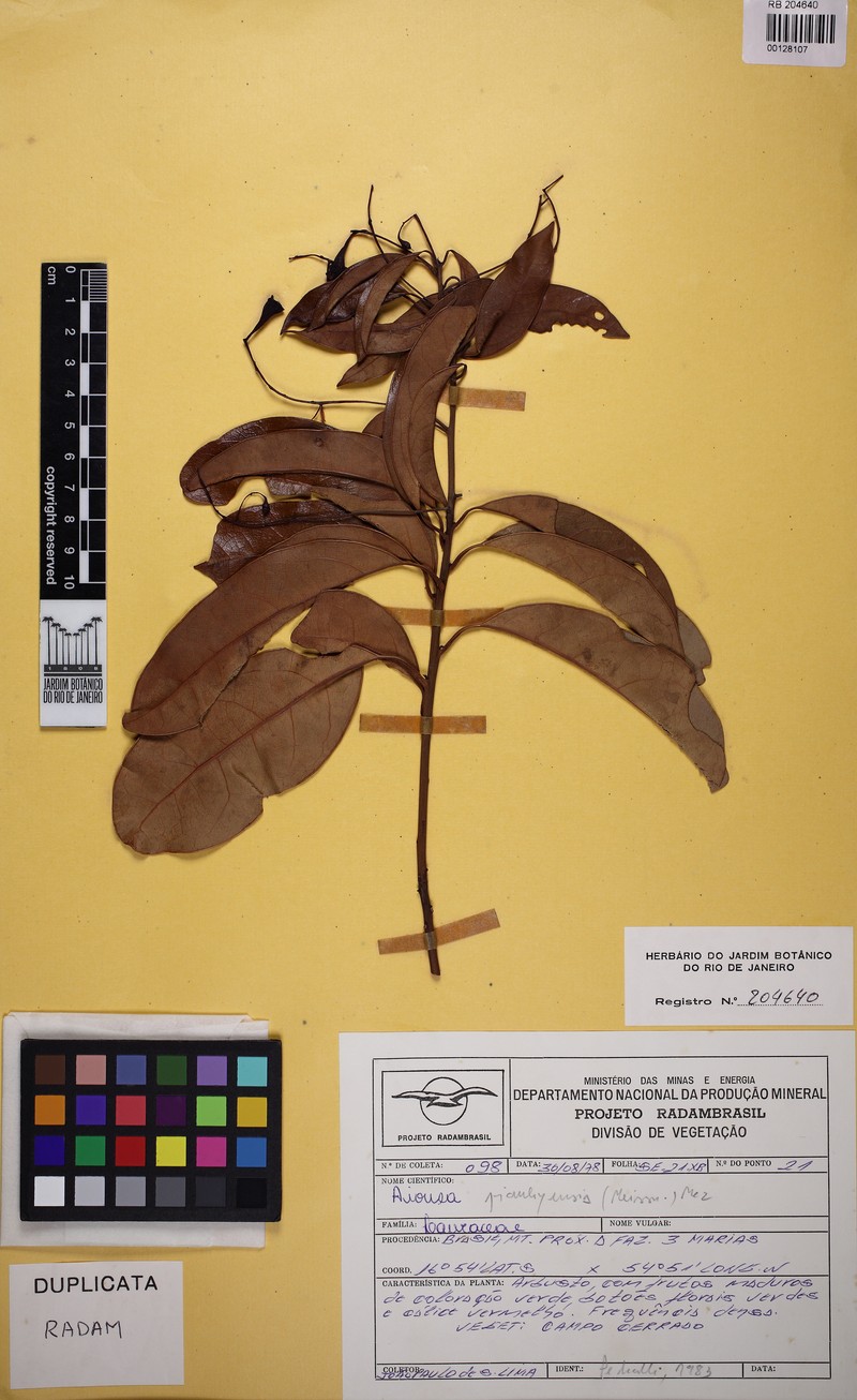 Aiouea piauhyensis photo 3