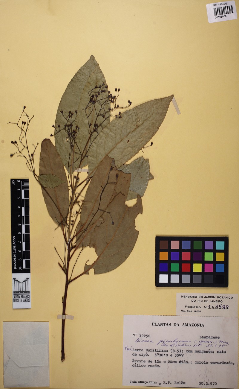 Aiouea piauhyensis photo 4