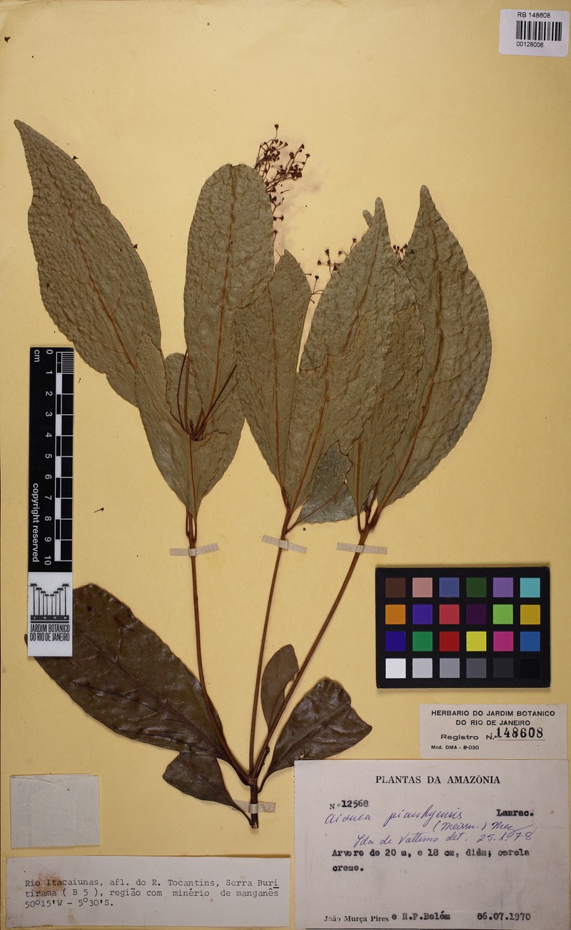Aiouea piauhyensis photo 5