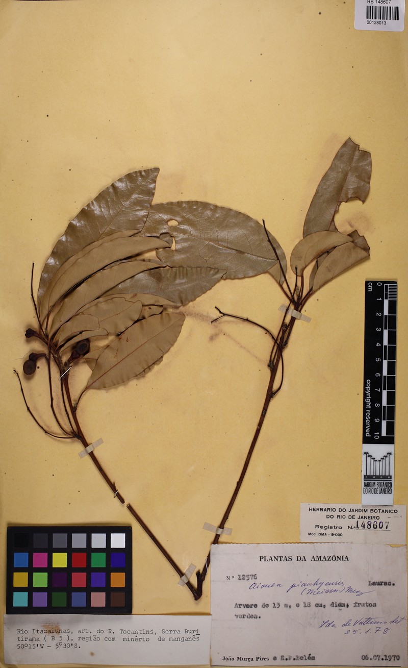Aiouea piauhyensis photo 6
