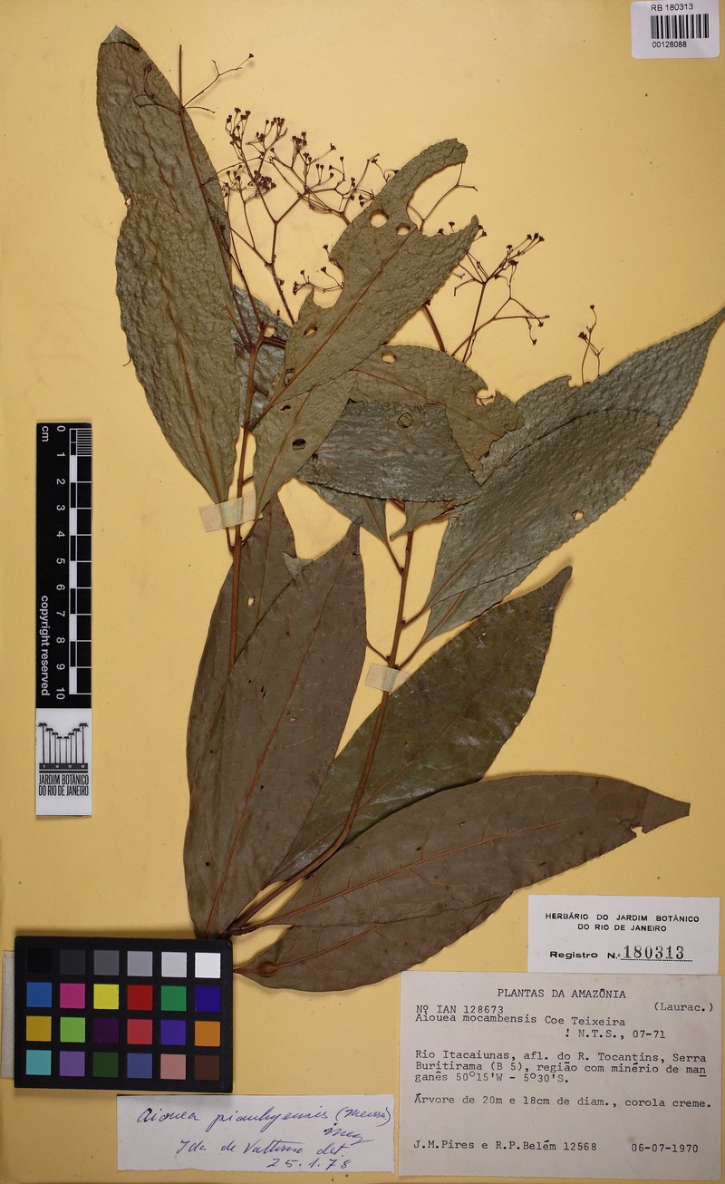 Aiouea piauhyensis photo 7