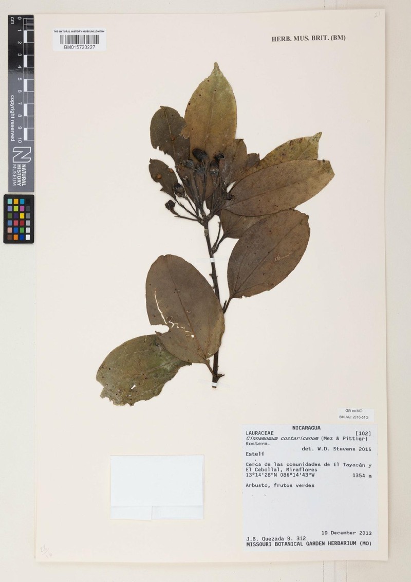 Aiouea pittieri