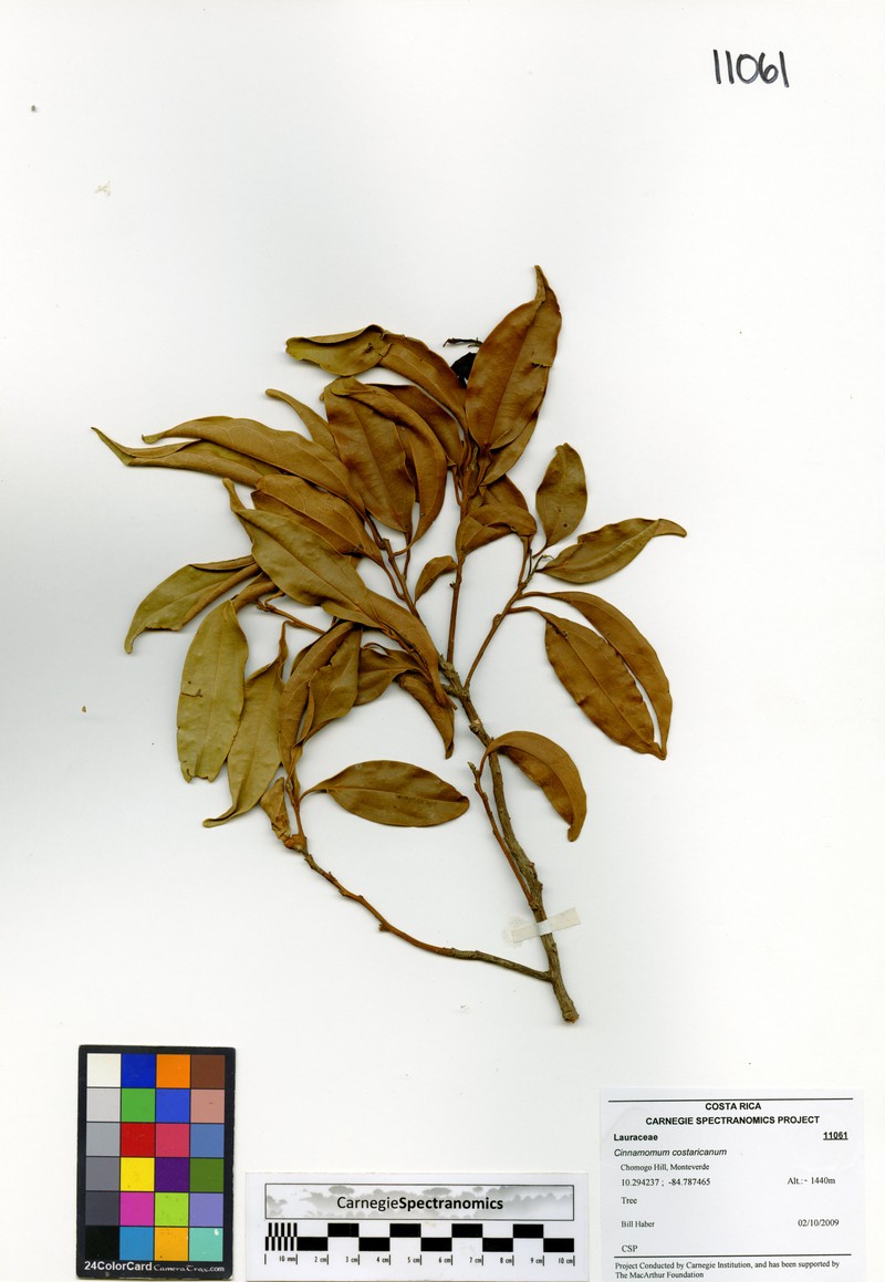 Aiouea pittieri
