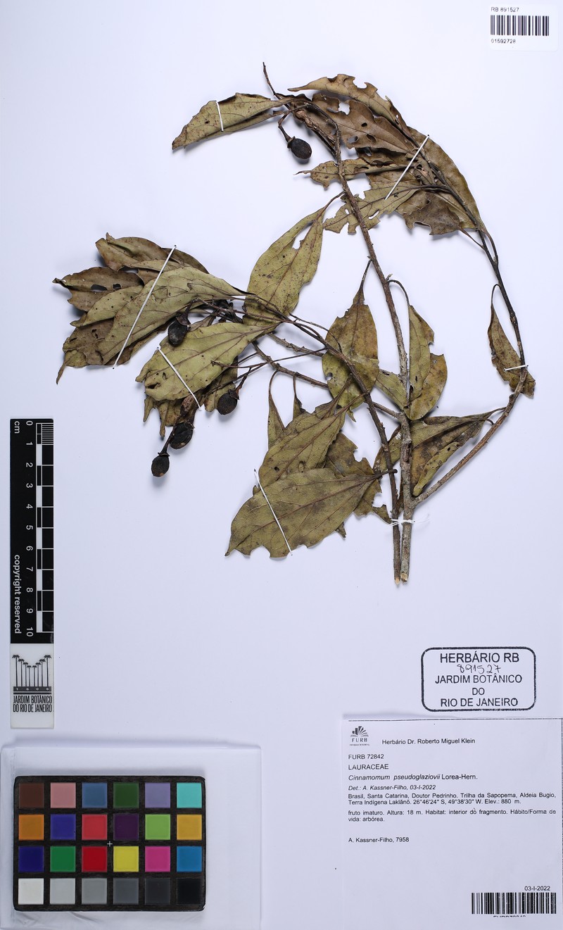 Aiouea pseudoglaziovii