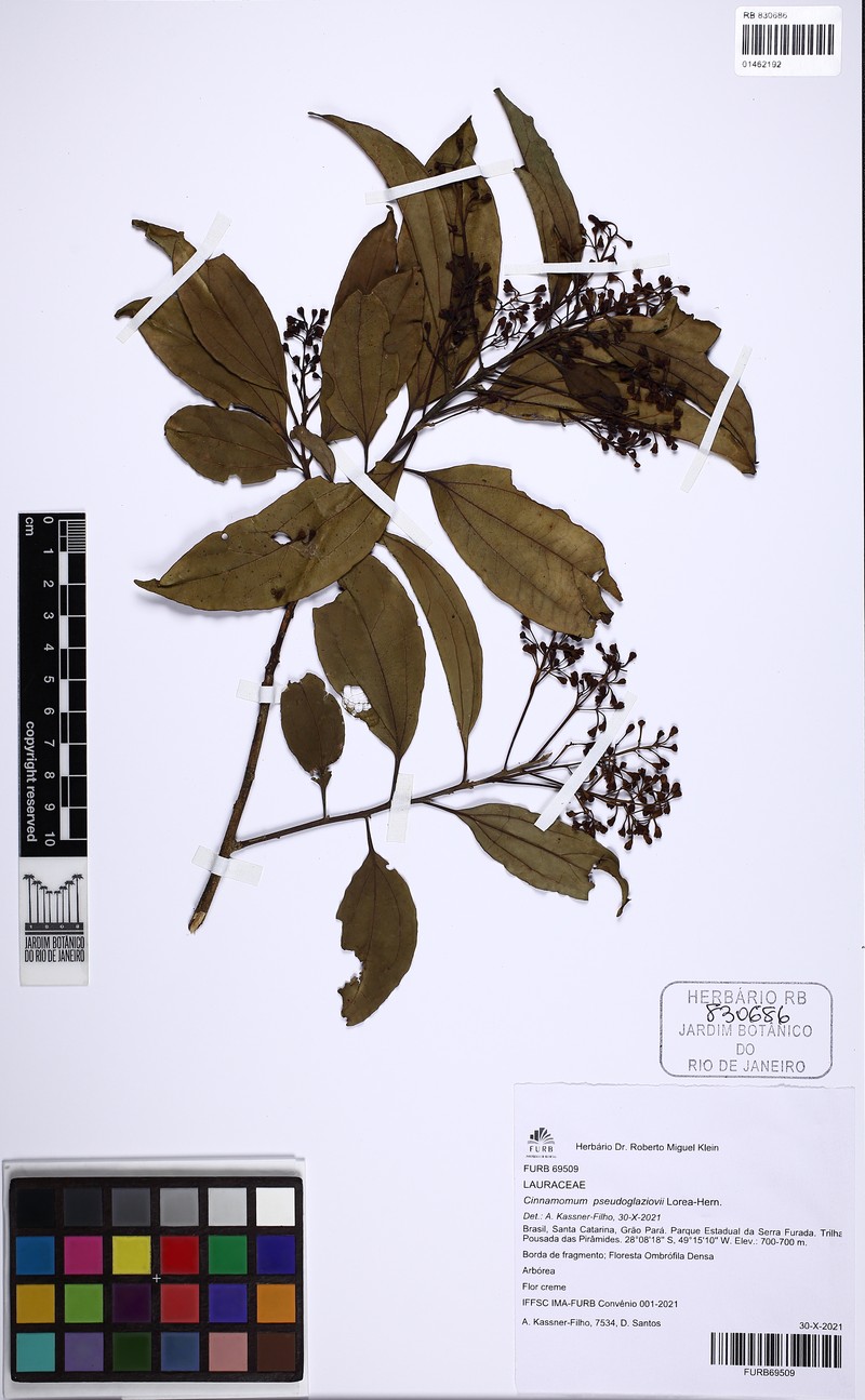 Aiouea pseudoglaziovii photo 2