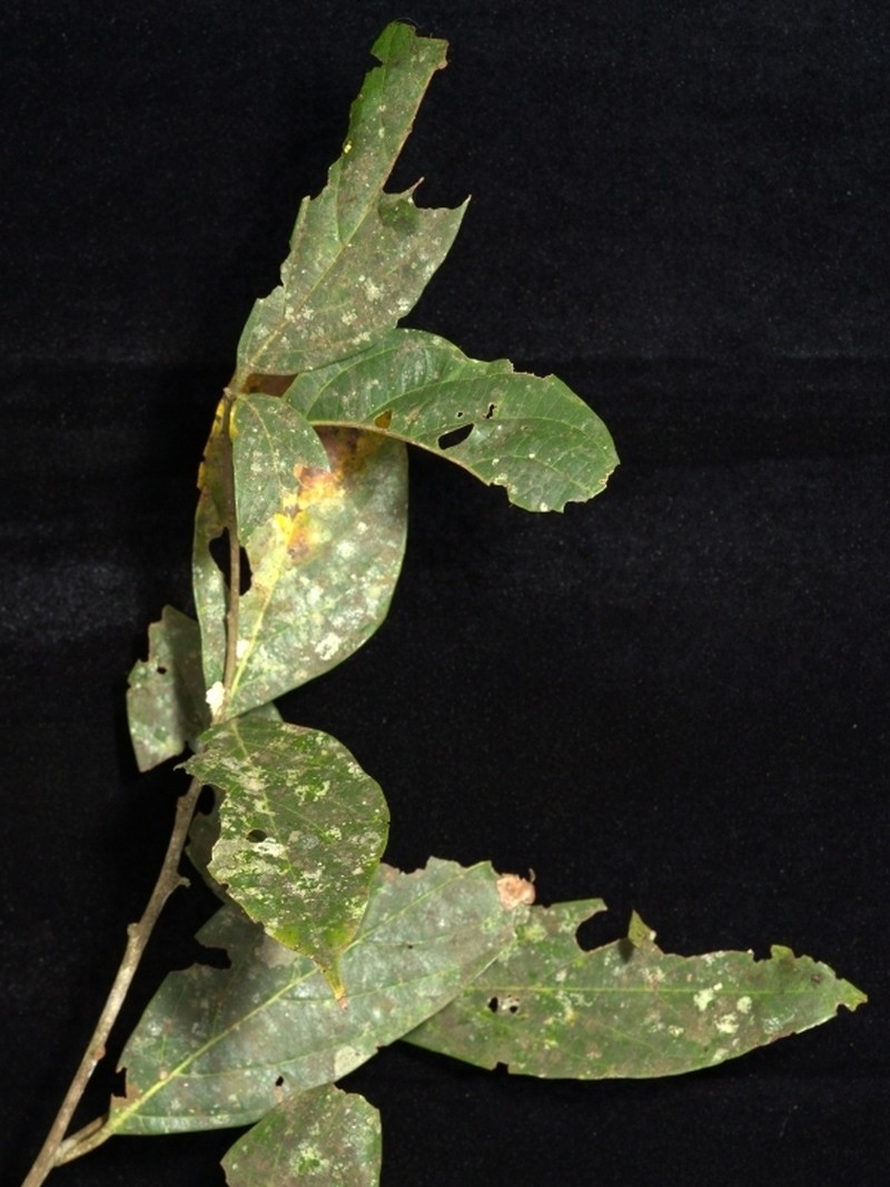 Aiouea pubescens