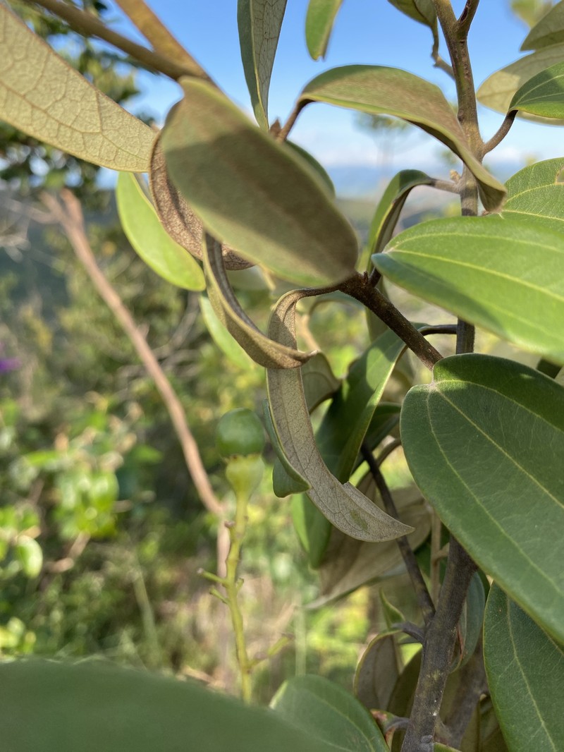 Aiouea rubrinervia photo 3