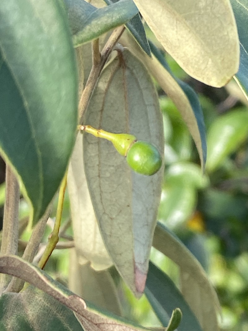 Aiouea rubrinervia photo 2