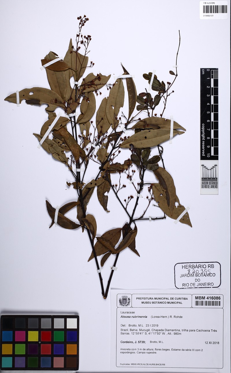 Aiouea rubrinervia photo 3
