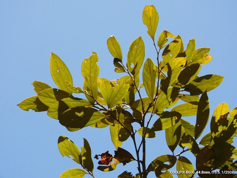 Aiouea sellowiana