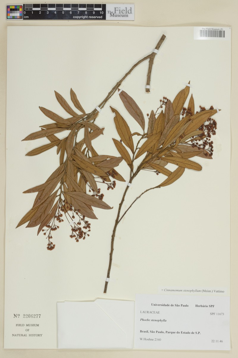 Aiouea stenophylla photo 2