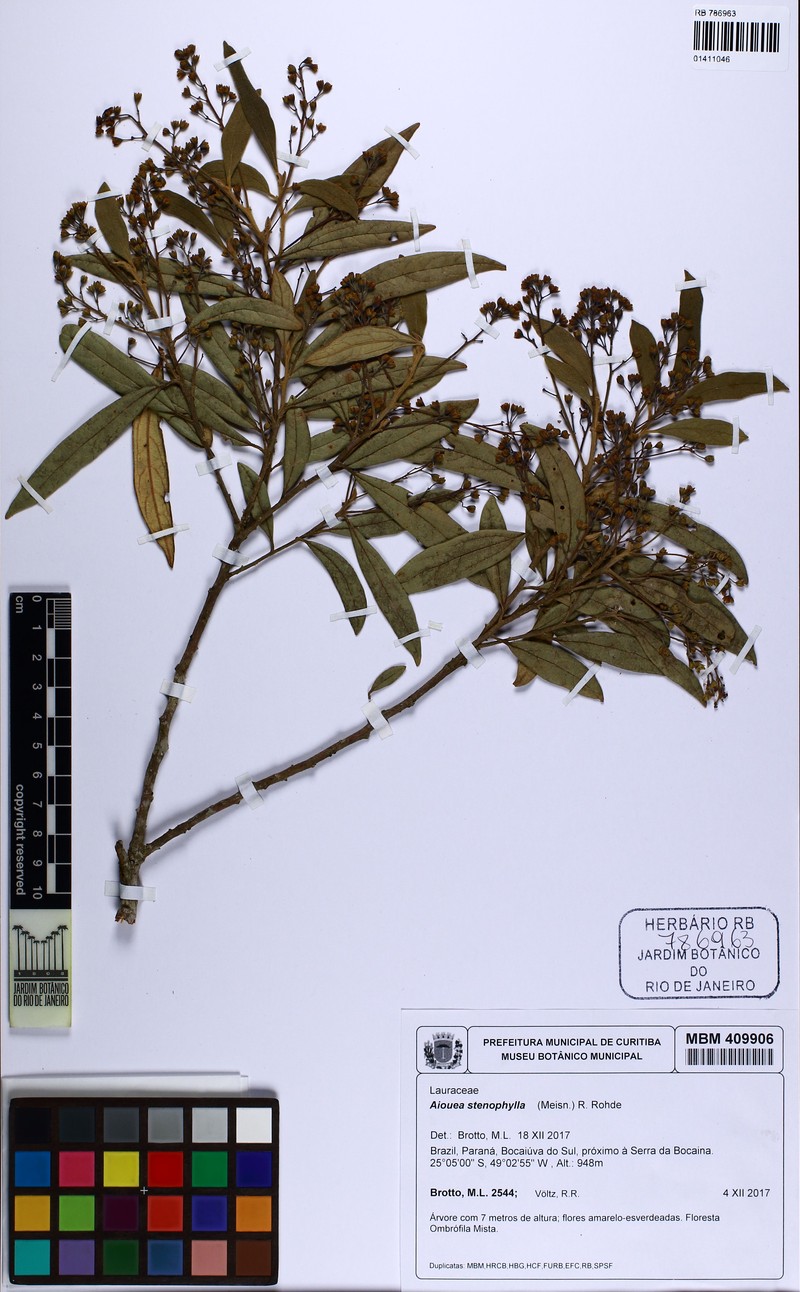 Aiouea stenophylla